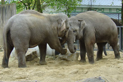 zoo