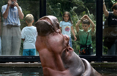 temporary exhibition in Artis exhibition