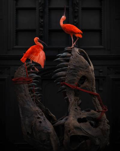 art zoo