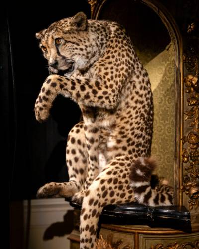 art zoo