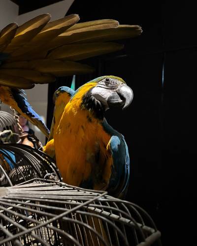 art zoo